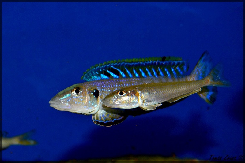 Enantiopus melanogenys 'Utinta'